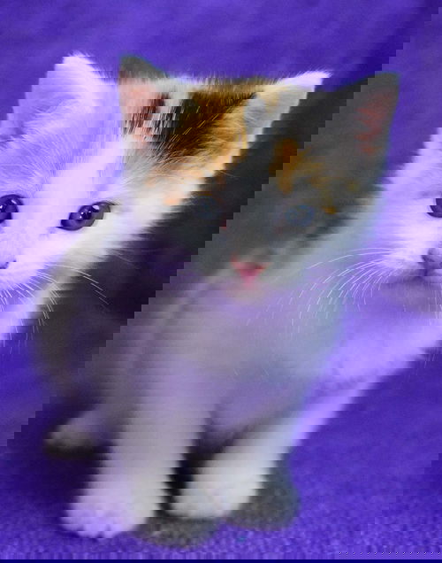 Noodle