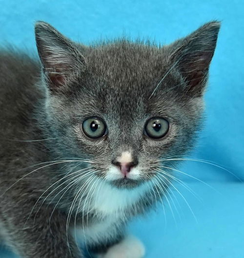 KitKat