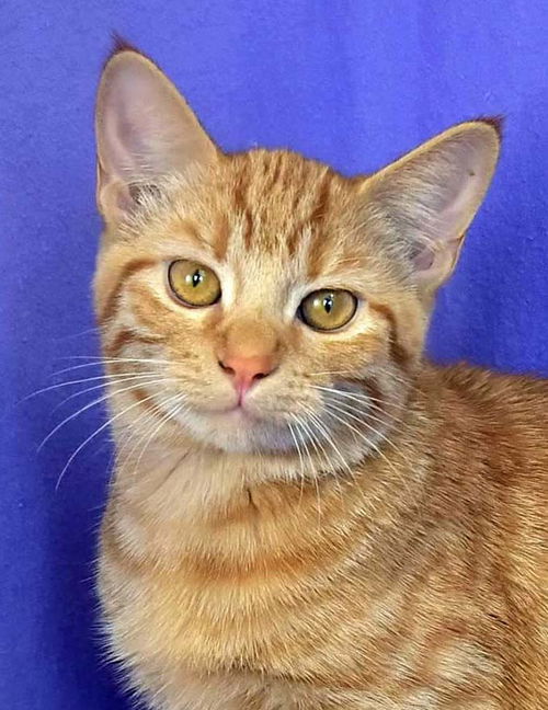 Marmalade