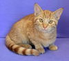 Marmalade