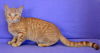 Marmalade