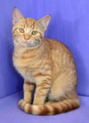 Marmalade