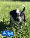 Jake