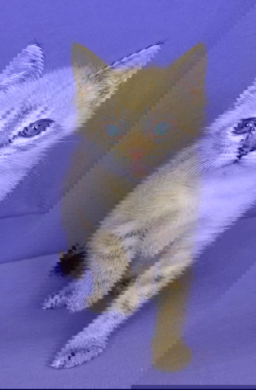 Chula