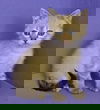 Chula