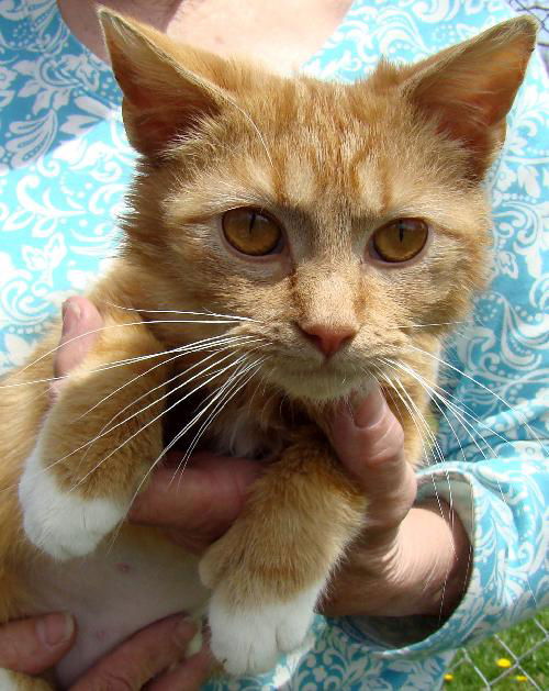Cinnamon