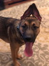 Jaxson