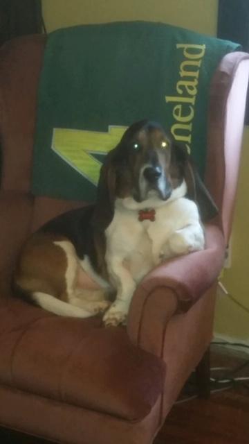 Scout