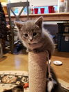 Nya