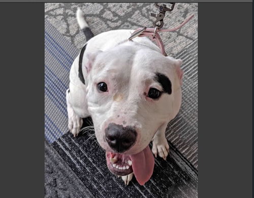 Gracie- Female