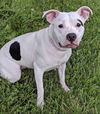 Gracie- Female