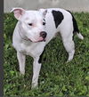 Gracie- Female