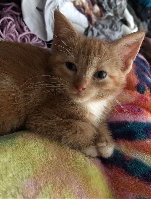 Kit