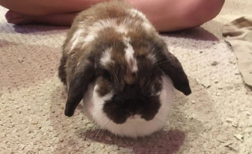 Gracie