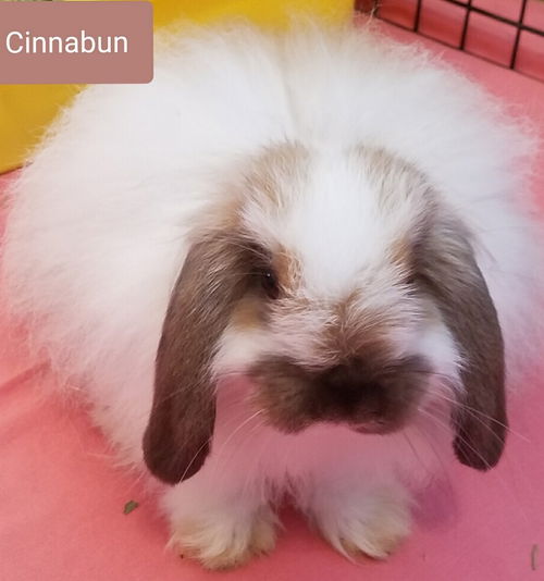 Cinnabun
