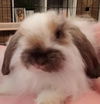 Cinnabun