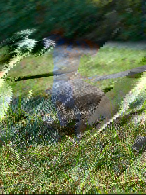 Gorgi