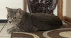 Humphrey