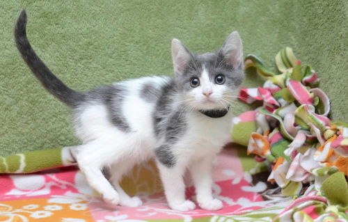 Marshmallow