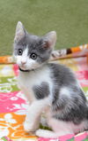 Marshmallow