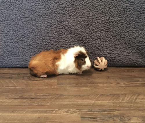 Chewy