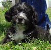 Scamp