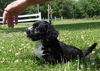 Scamp
