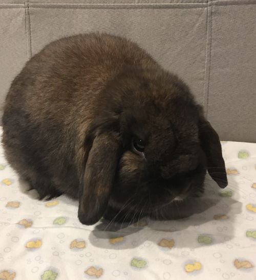 Oscar