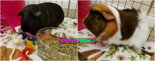 Scooter and Zelda