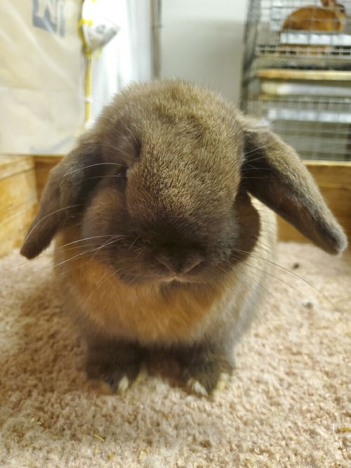 Clarabelle