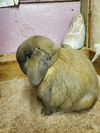 Clarabelle