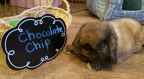 Chocolate Chip