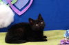Onyx