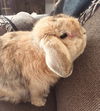 Charlie