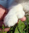 Kitty