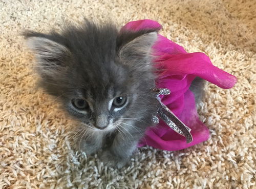Violet