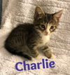 Charlie