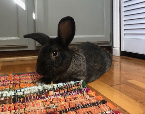 Hugo