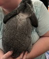 Thumper