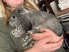 Thumper