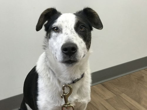 Oreo
