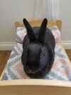 Fiona (Bunny)