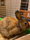 Cinnabun