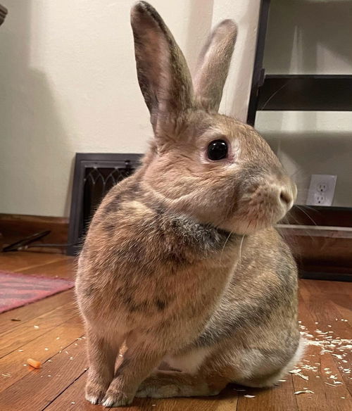 Cinnabun