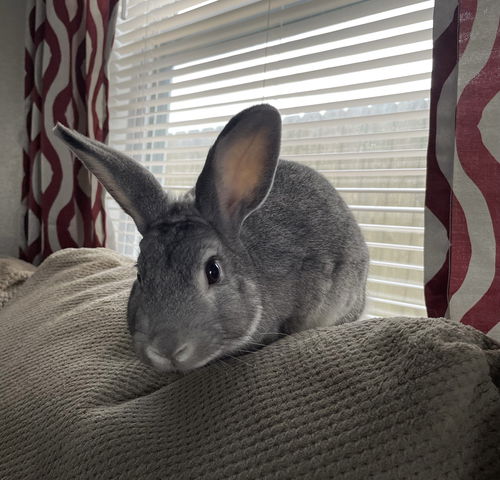 Max