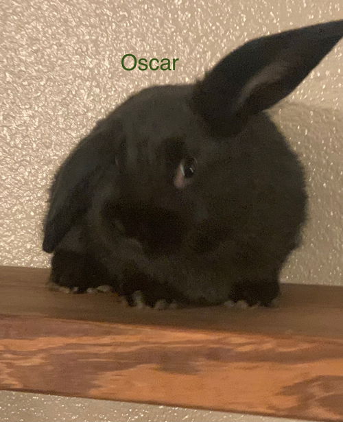 Oscar