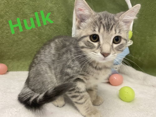 Hulk
