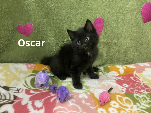 Oscar