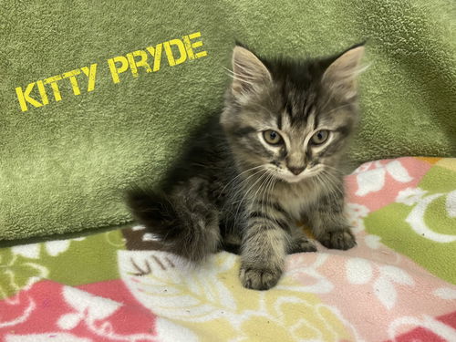 Kitty Pryde