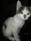 Huckleberry